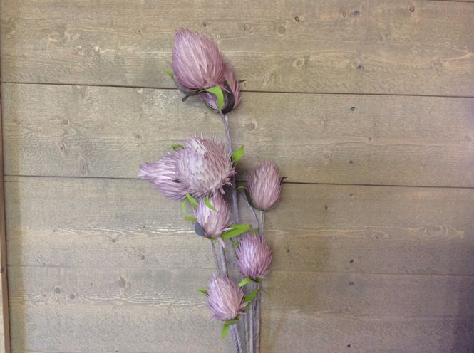 Hovedbilde Kvist m/løkblomster, rosa 119cm.