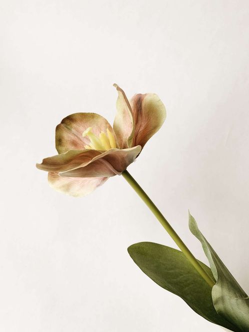 Hovedbilde Tulipan rosa 64 cm