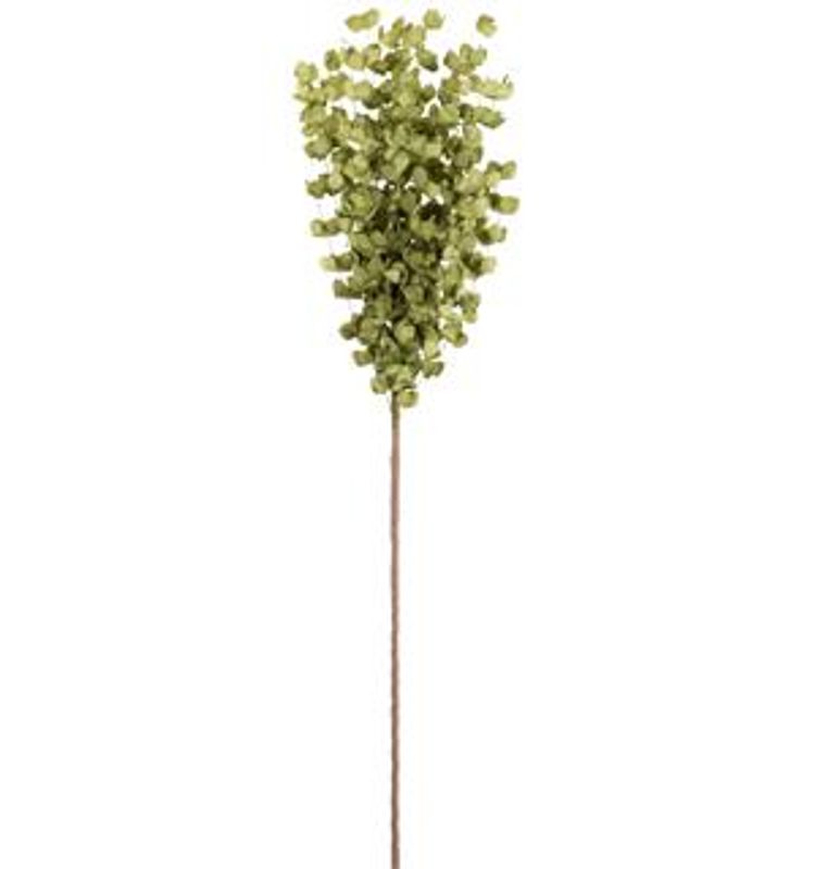 Kvist med eukalyptus grønn