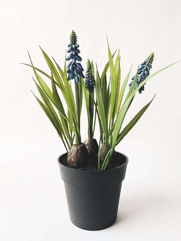 Perleblomst i potte
